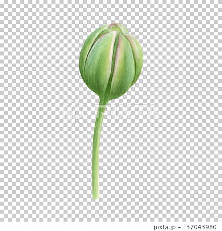 Watercolor illustration of a tulip bud. Spring flower. Perfect for prints, wedding stationery, fabric, packaging and floral design projects 137043980