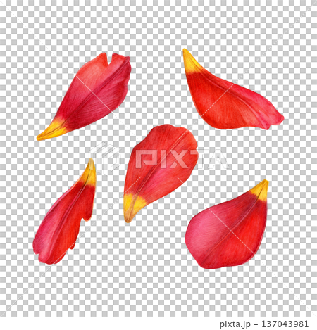 Watercolor illustration of yellow-red tulip petals with soft shading. Ideal for patterns, prints, packaging, wedding stationery and floral design 137043981