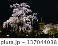 ライトアップされた東寺の桜 137044038
