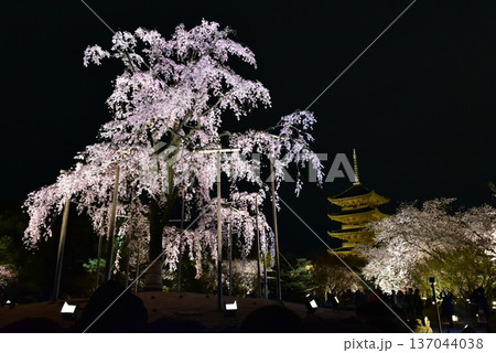 ライトアップされた東寺の桜 ライトアップされた東寺の桜 137044038