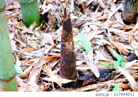 マダケ 真竹 竹 タケノコ 筍 稈鞘 竹の皮 マダケ 真竹 竹 タケノコ 筍 稈鞘 竹の皮 137044051