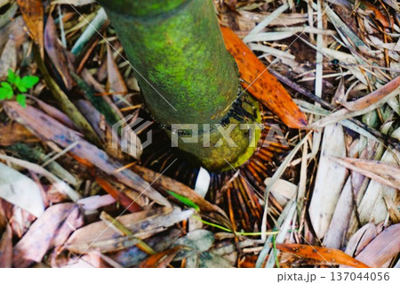 マダケ　真竹　竹　根元　地下茎　タケノコ　筍　稈鞘　竹の皮 137044056