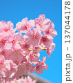 青空に映えて鮮やかに咲く満開の河津桜　 自然風景（2026年2月） 137044178