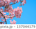 青空に映えて鮮やかに咲く満開の河津桜　 自然風景（2026年2月） 137044179