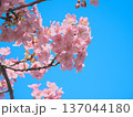 青空に映えて鮮やかに咲く満開の河津桜　 自然風景（2026年2月） 137044180
