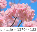 青空に映えて鮮やかに咲く満開の河津桜　 自然風景（2026年2月） 137044182