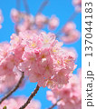 青空に映えて鮮やかに咲く満開の河津桜　 自然風景（2026年2月） 137044183