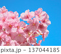青空に映えて鮮やかに咲く満開の河津桜　 自然風景（2026年2月） 137044185