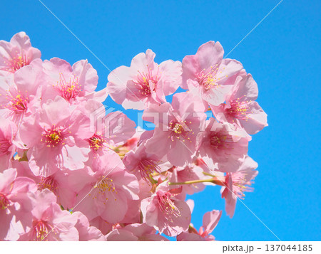 青空に映えて鮮やかに咲く満開の河津桜　 自然風景（2026年2月） 137044185