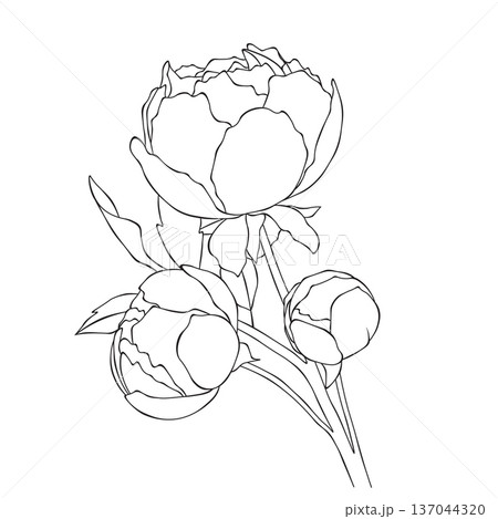 Peony bouquet line art illustration, detailed floral outline composition 137044320