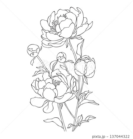 Peony bouquet line art illustration, detailed floral outline composition Peony bouquet line art illustration, detailed floral outline composition 137044322