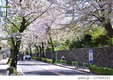 世田谷・桜丘・千歳通りの桜と笹原小学校のバス停 世田谷・桜丘・千歳通りの桜と笹原小学校のバス停 137044325