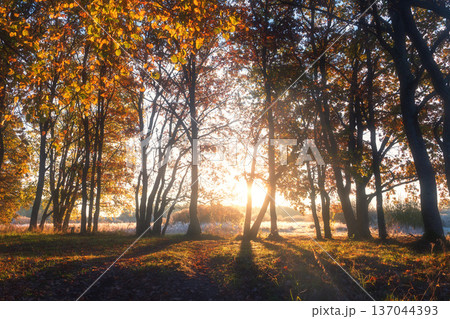 Sunrise in an autumn wilderness. A powerful sunstar glows through the trees, backlighting golden leaves and casting long rays over the meadow. Sunrise in an autumn wilderness. A powerful sunstar glows through the trees, backlighting golden leaves and casting long rays over the meadow. 137044393