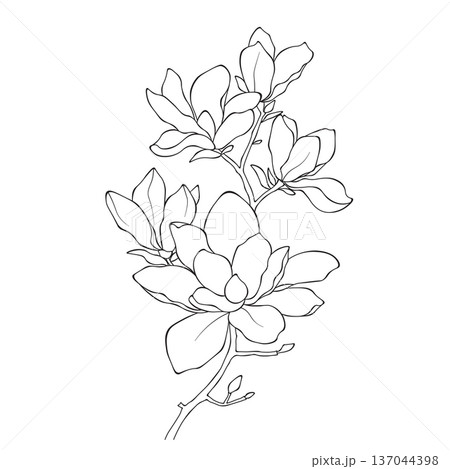 Magnolia branch line art illustration with blooming flowers, delicate botanical drawing 137044398