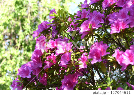 オオムラサキ　ツツジ 137044611