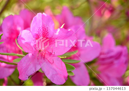 オオムラサキ　ツツジ 137044613