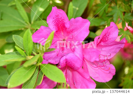 オオムラサキ　ツツジ 137044614