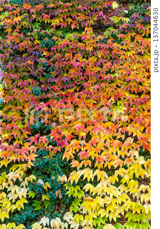 Orange Autumn leafy background. Weaving ivy plant. Leaves of Japanese Ivy or Boston ivy. Wilder Wein texture. Botanical flora 137044630