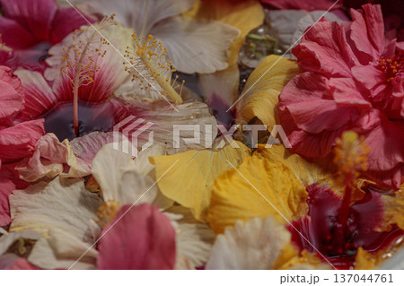 水に浮かぶ色とりどりのハイビスカス、南国の花の情景 水に浮かぶ色とりどりのハイビスカス、南国の花の情景 137044761