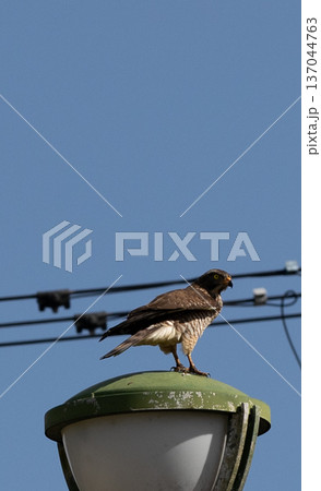 青空の下街灯にとまる宮古島のサシバ 137044763