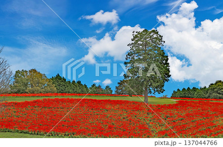 とっとり花回廊のサルビア とっとり花回廊のサルビア 137044766