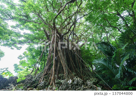 沖縄のガジュマル キジムナーが宿るとされる神秘的な木 137044800