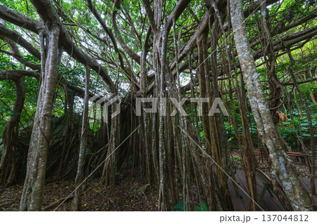 沖縄のガジュマル キジムナーが宿るとされる神秘的な木 137044812
