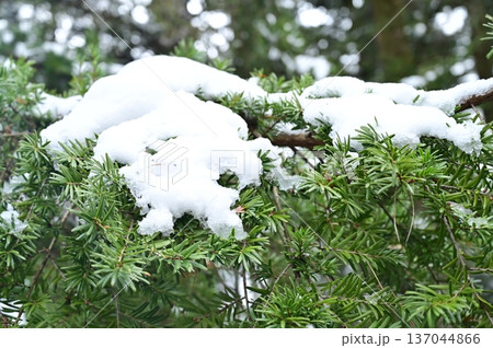 ユサン（マツ科）常緑針葉樹と雪 137044866
