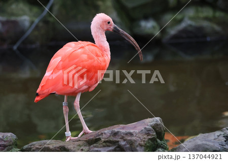 ショウジョウトキ 137044921