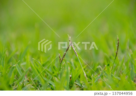 芝生の新芽 137044956