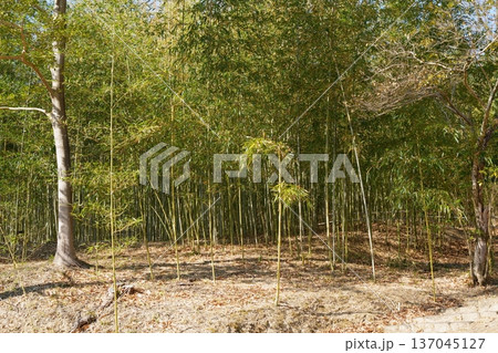 細い竹が生い茂る竹林 細い竹が生い茂る竹林 137045127