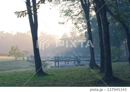 Scenic of the green wooden bridge in the garden on a misty morning 137045143
