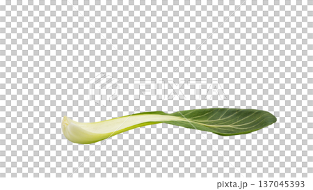 Fresh bok choy macro photo transparent background material Fresh bok choy macro photo transparent background material 137045393