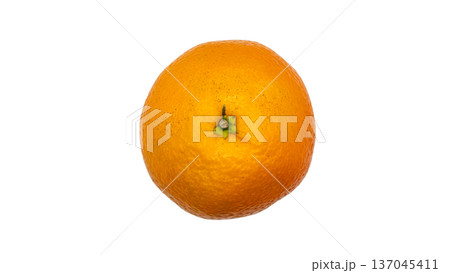 伊予柑 果実 背景透過 マクロ撮影 137045411