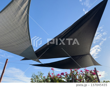 Shades above colorful flowers under blue sky during sunny day 137045435