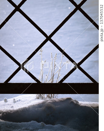 Isolated plant behind the fence in winter 137045532