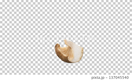 しいたけのカット断面 マクロ撮影 背景透過 137045540