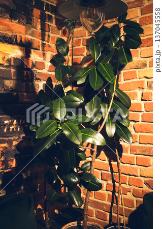 Big plant against a brick wall 137045558