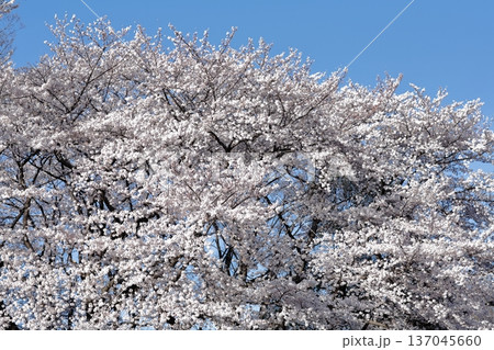 桜の大木を見上げると、雲一つない青空が際立って見えた。 桜の大木を見上げると、雲一つない青空が際立って見えた。 137045660