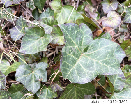 鮮やかなツタ 137045862
