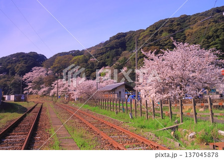 廃線から見る金崎宮の景色(福井県敦賀市) 廃線から見る金崎宮の景色(福井県敦賀市) 137045878