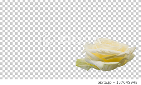 白色玫瑰微距攝影透明背景 137045948