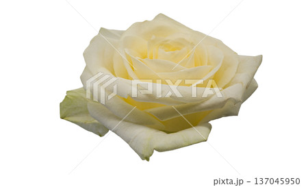 白薔薇 マクロ撮影 背景透過 白薔薇 マクロ撮影 背景透過 137045950
