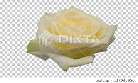 白薔薇 マクロ撮影 背景透過 白薔薇 マクロ撮影 背景透過 137045950