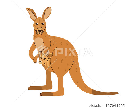 Kangaroo mother with a cute baby joey in its pouch isolated on white background. Kangaroo mother with a cute baby joey in its pouch isolated on white background. 137045965