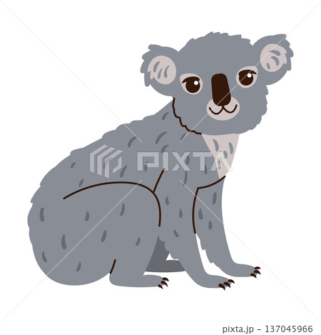 Cute gray koala bear sitting and looking forward, isolated on a white background. Cute gray koala bear sitting and looking forward, isolated on a white background. 137045966