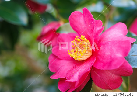 山茶花 137046140