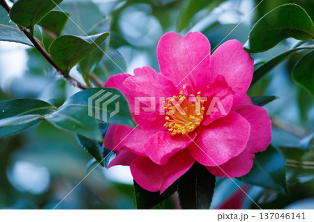 山茶花 137046141
