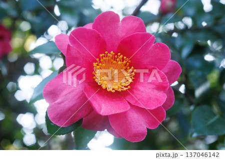 山茶花 137046142