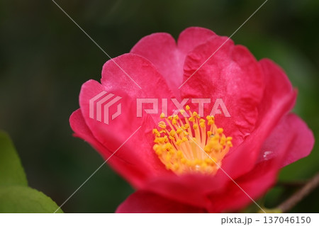 山茶花 山茶花 137046150